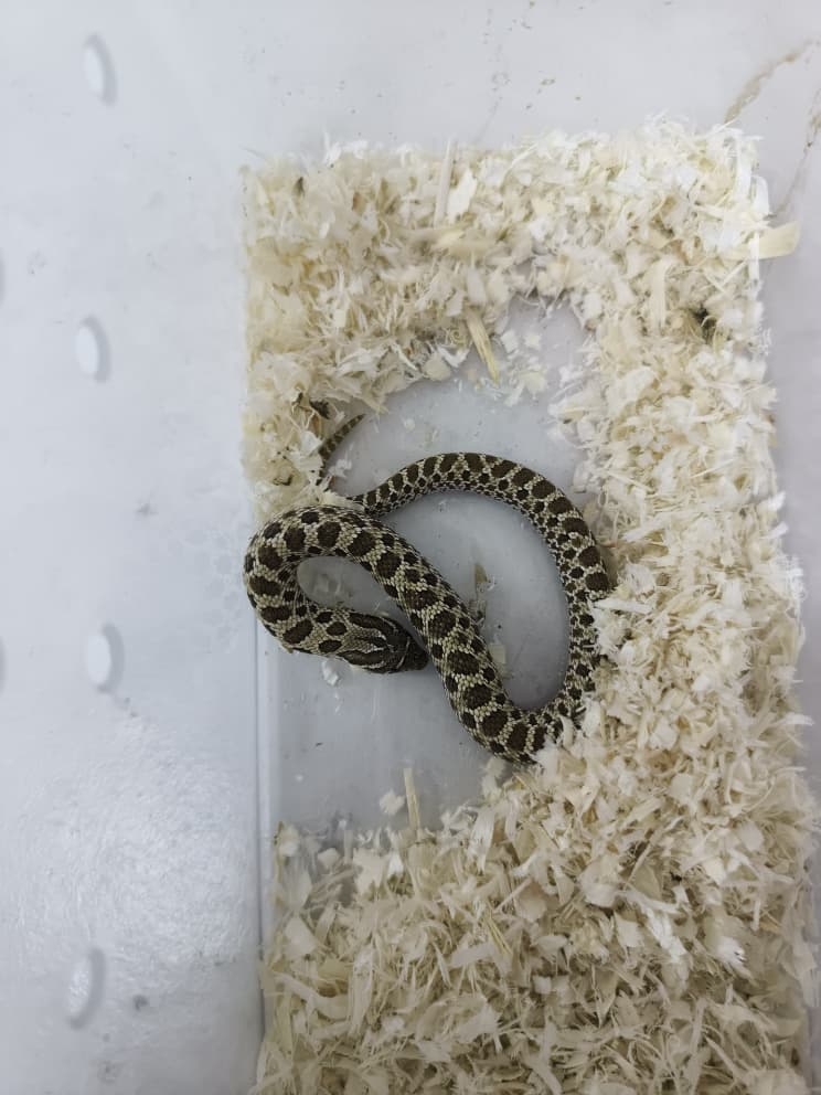 Hognose Snake