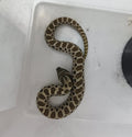 Hognose Snake
