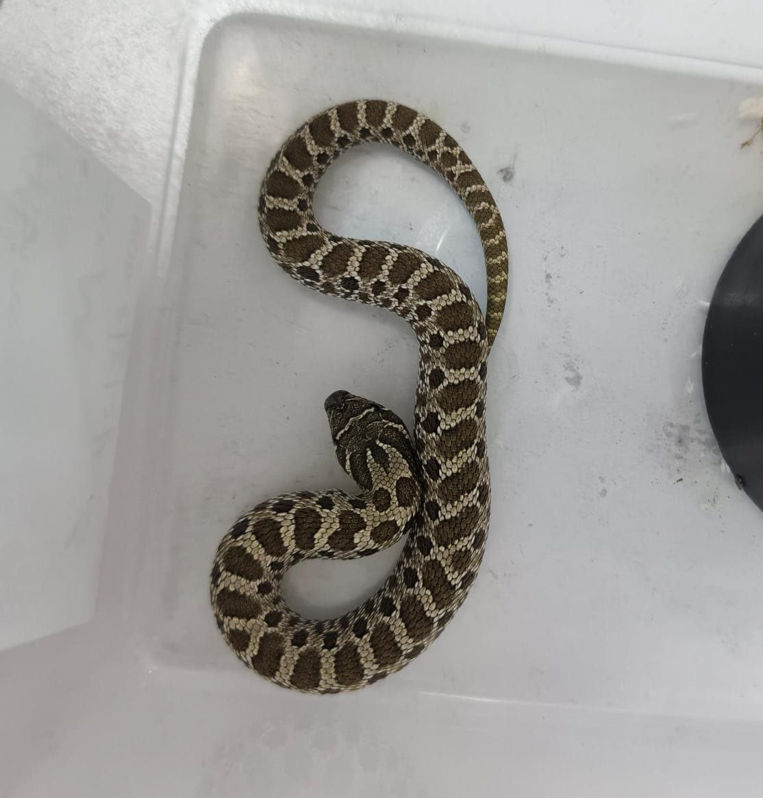 Hognose Snake
