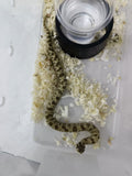Hognose Snake