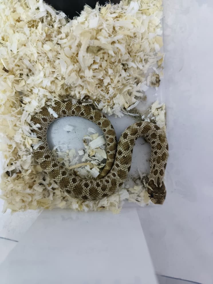 Hognose Snake