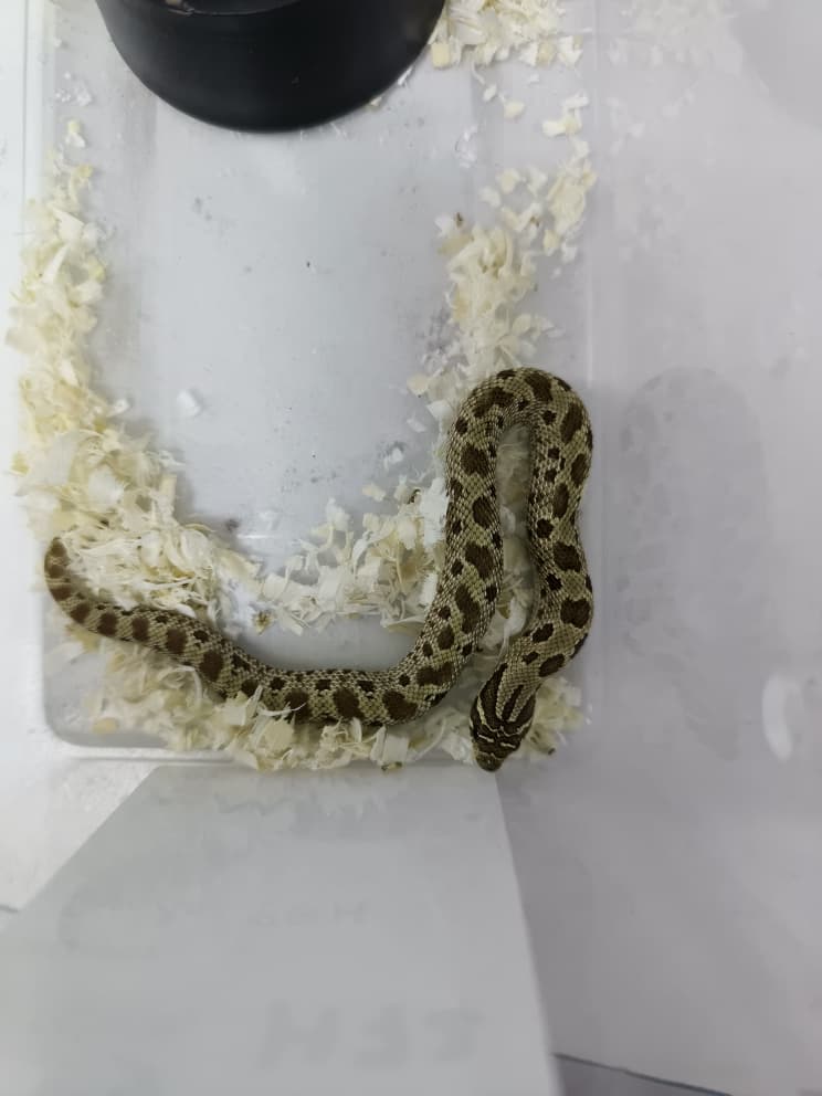 Hognose Snake
