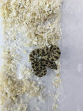 Hognose Snake