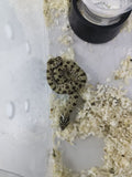 Hognose Snake