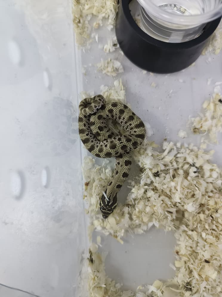 Hognose Snake