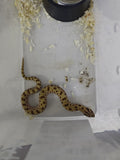 Hognose Snake