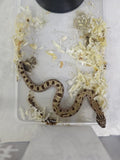 Hognose Snake