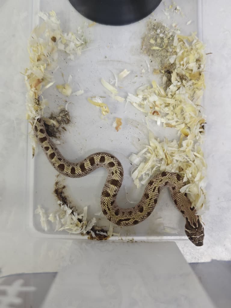 Hognose Snake
