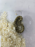 Hognose Snake