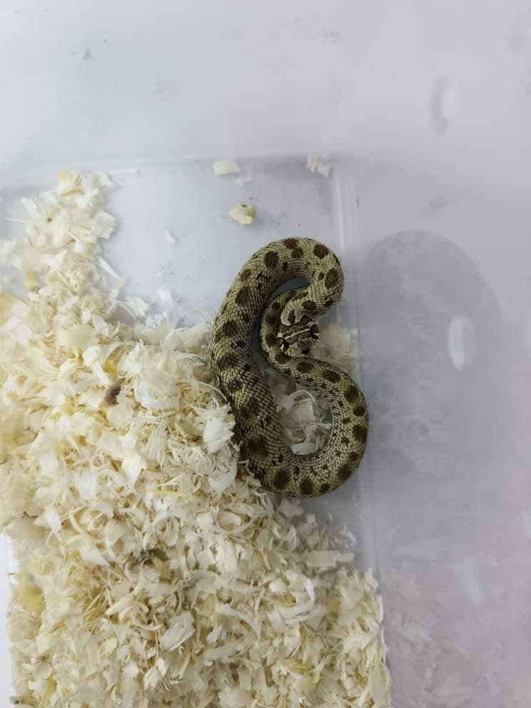Hognose Snake