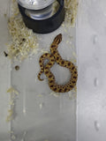 Hognose Snake
