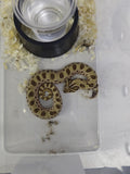 Hognose Snake