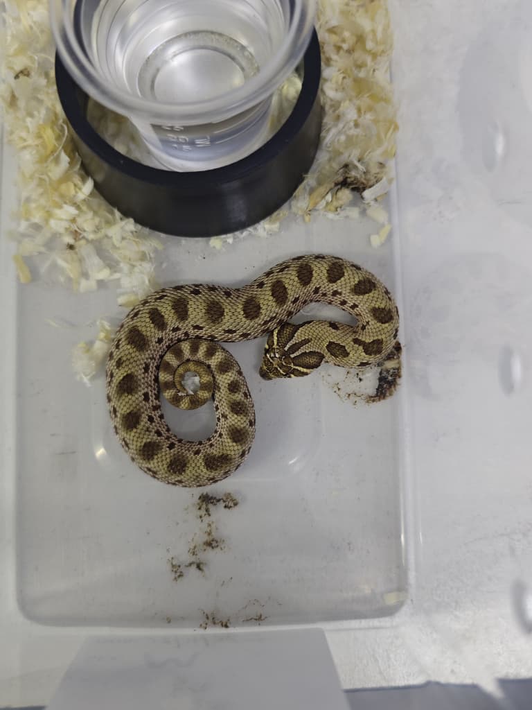 Hognose Snake