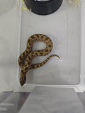 Hognose Snake