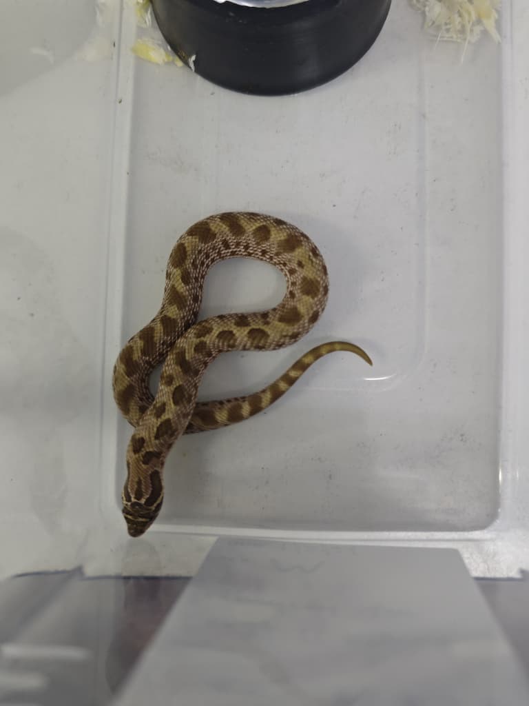 Hognose Snake