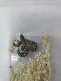 Hognose Snake