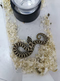 Hognose Snake