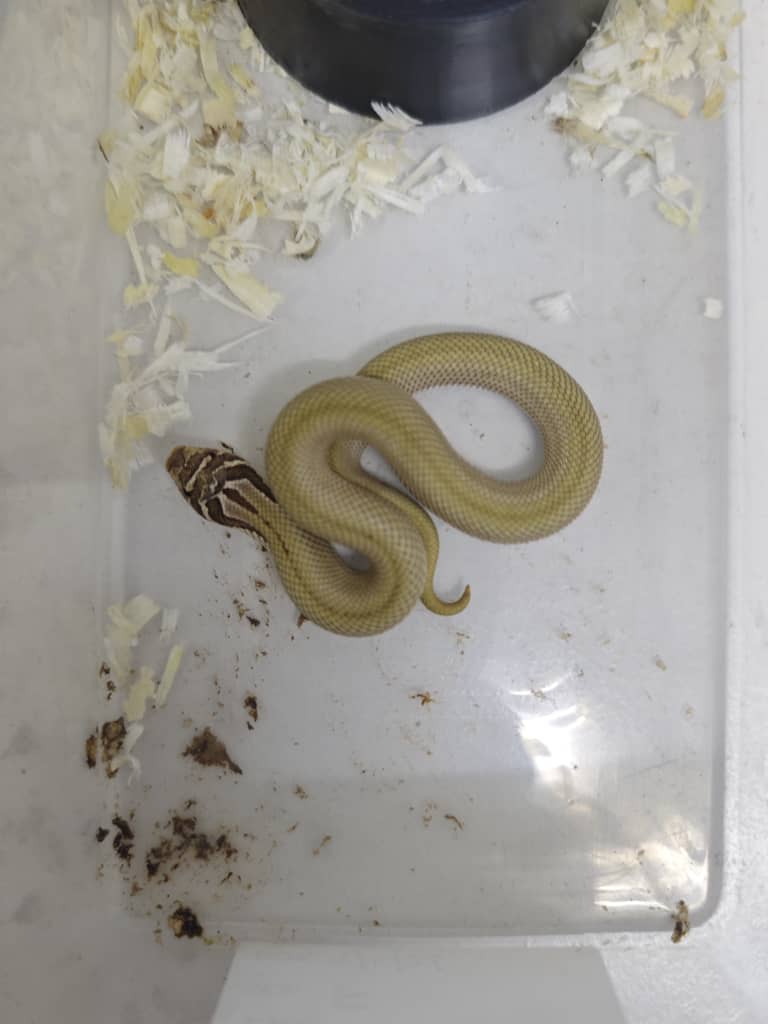 Hognose Snake