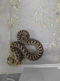 Hognose Snake