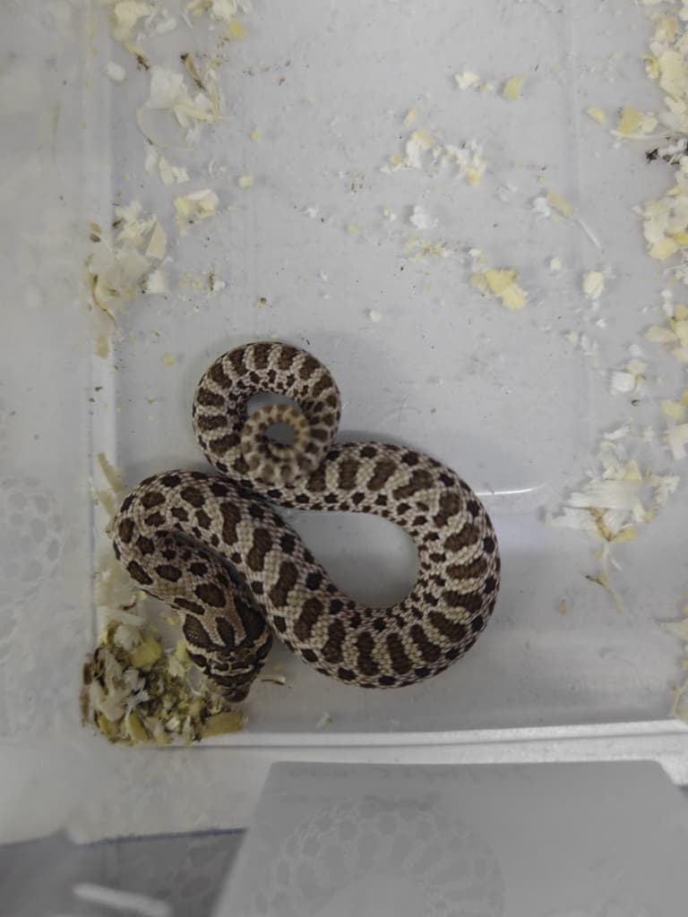 Hognose Snake