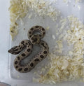 Hognose Snake