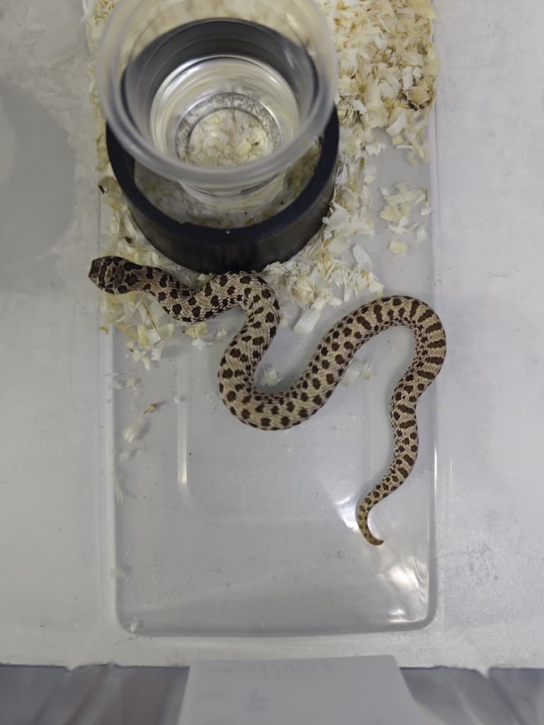 Hognose Snake