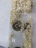 Hognose Snake