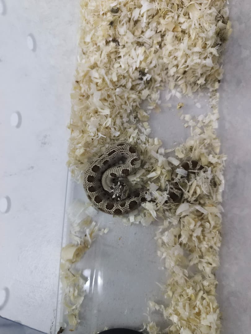 Hognose Snake