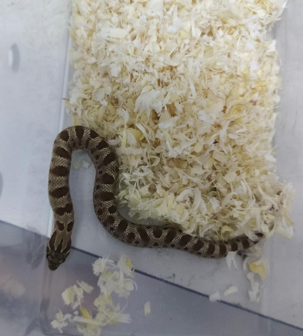 Hognose Snake