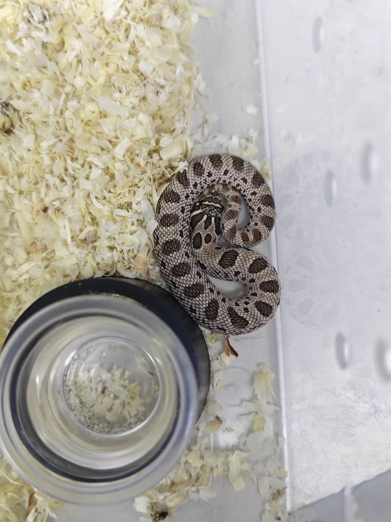 Hognose Snake