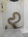 Hognose Snake