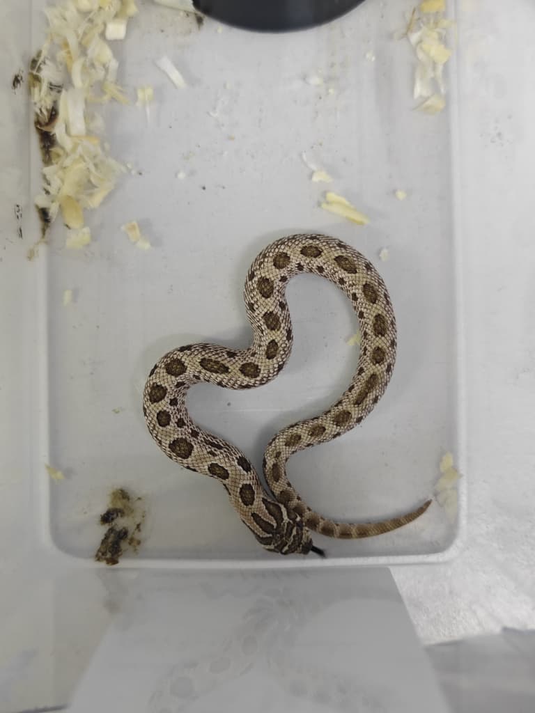 Hognose Snake
