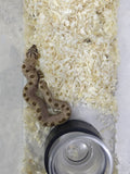 Hognose Snake