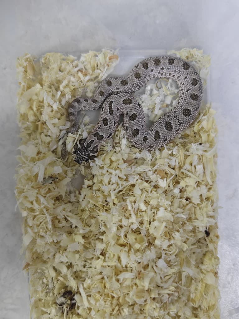 Hognose Snake