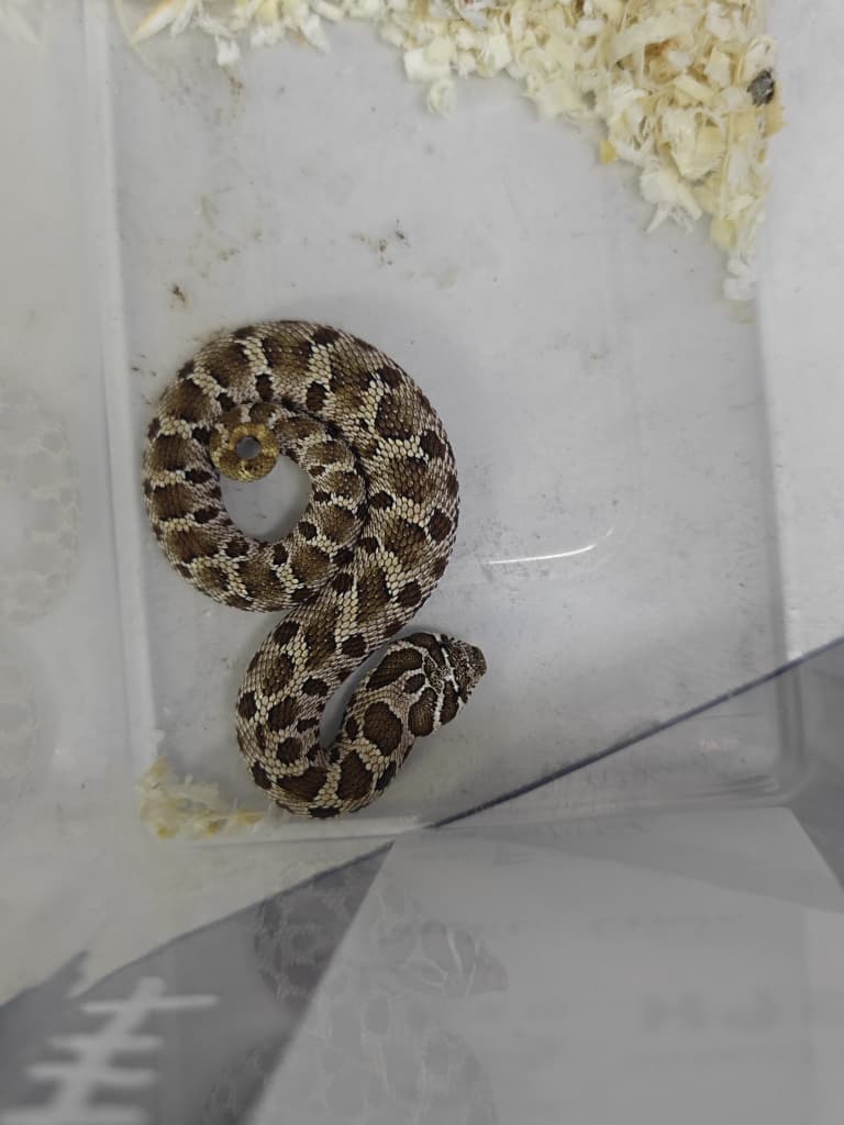 Hognose Snake
