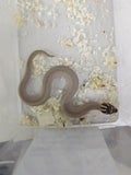 Hognose Snake