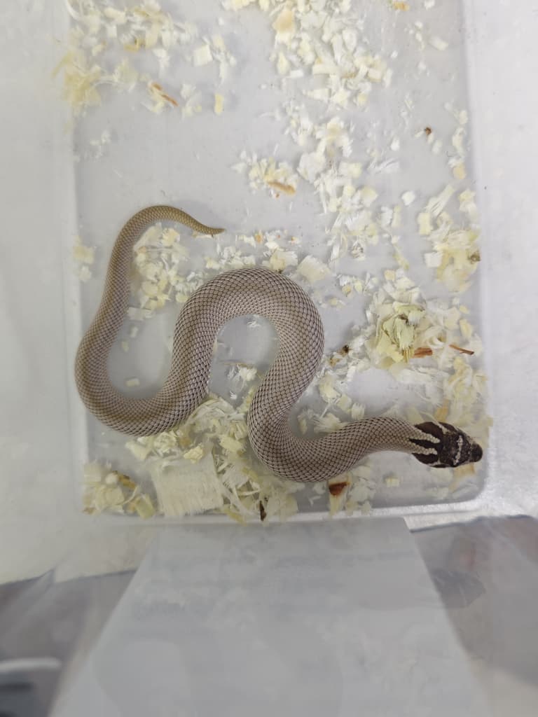 Hognose Snake