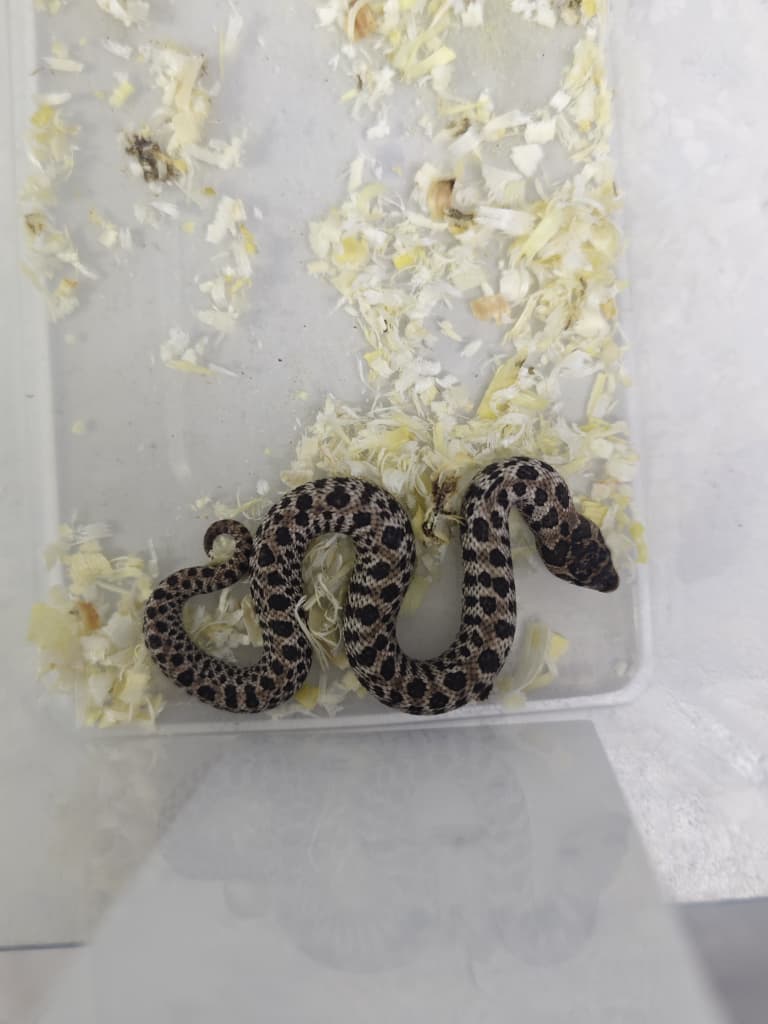 Hognose Snake