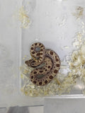Hognose Snake