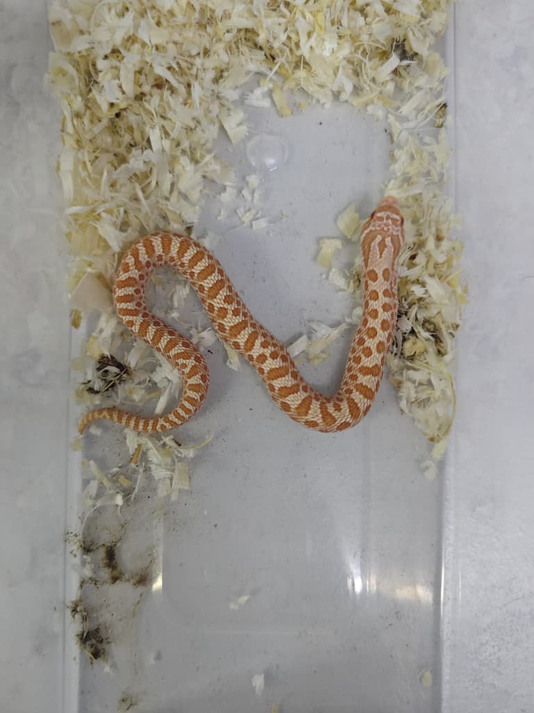 Hognose Snake