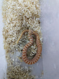 Hognose Snake