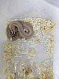 Hognose Snake