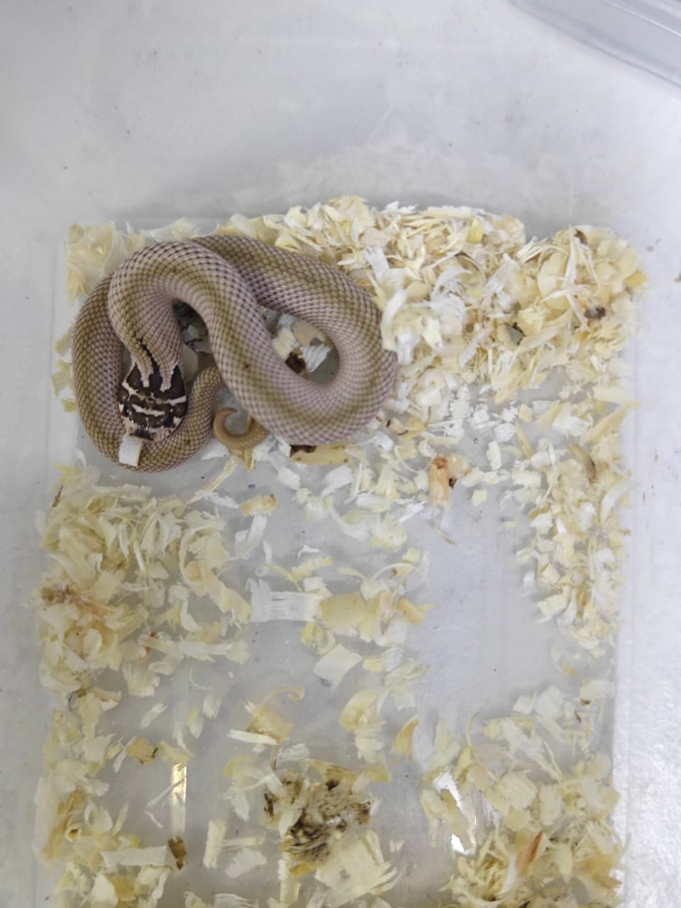 Hognose Snake