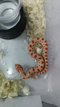 Hognose Snake