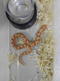 Hognose Snake