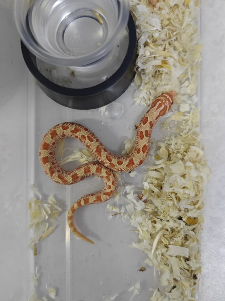 Hognose Snake