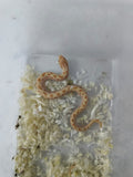 Hognose Snake