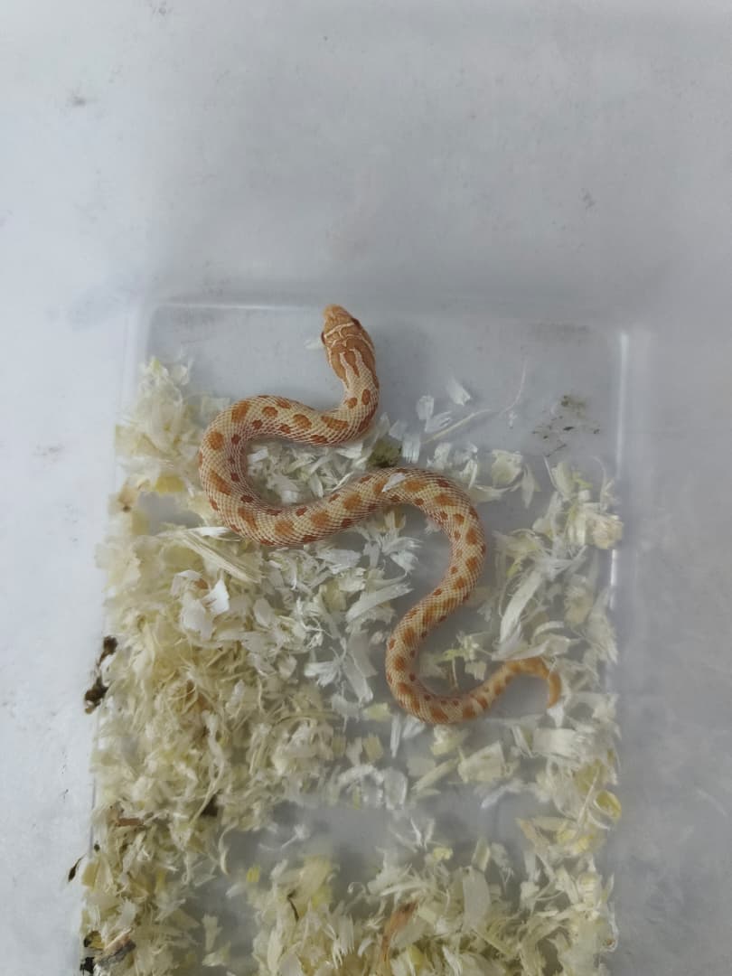 Hognose Snake