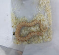 Hognose Snake