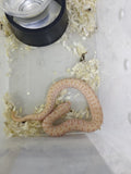 Hognose Snake
